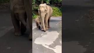 This Baby Elephant  is  soooo cute 🥰