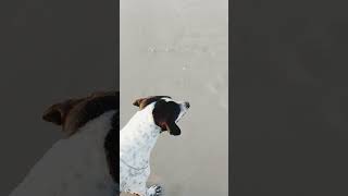 Cute dog fight in beach #beach #dog #cute #play #beautiful #dogs