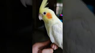 Picka our Cockatiel Sunday Vibes