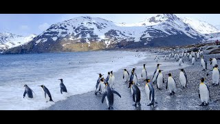 Adorable Penguins of Antarctica | Wildlife Animals | W3schools