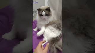 ❤️🐈 Funny cats ❤️🐈 , ❤️Cute cats #CatHouse  episode 284