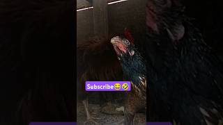 ₹400🤣😂 subscribe please ☝🏾 #funny_chicken #husbandwifetamilcomedy #kozhi_koothugal #birds #funny