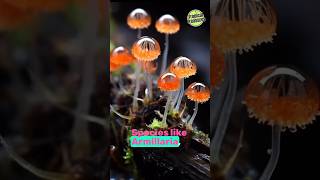 Rare Glowing Plants | Firefly Petunia & Glowing Mushrooms | Bioluminescent Plants