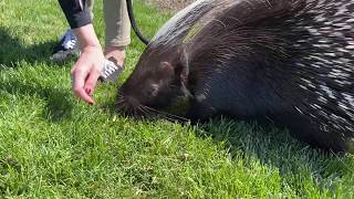 All About Animal Senses - Barbie the African Crested Porcupine