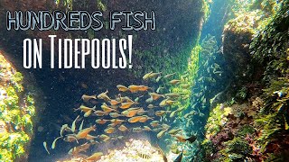 HUNDREDS of FISH Stranded on Tidepools | Napakaraming Isda | BATANES Natural Aquariums