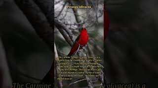 Carmine Tanager (Piranga olivacea): Nature's Beautiful Songbird