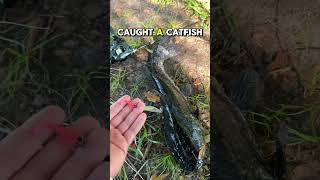 Super Ultralight BFS Rod vs. Catfish! #bfsfishing