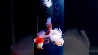 feeding morning #viral #hobi #ikankoki #viralvideo