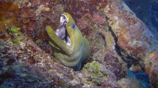 Morays