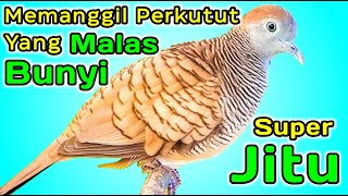 Perkutut lokal gacor suara kecil nyaring memanggil lawan bunyi