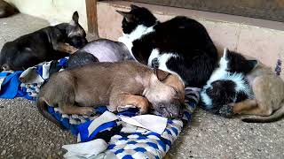 The most love looking to baby puppies and kittens sleeping together