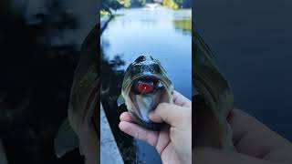 Pond BASS Swallows FROG!