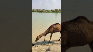 The camel's left foot rises from thoughts #shorts  #shortvideo  #youtubeshorts