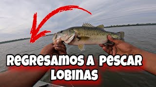 ¿Realmente está activa la pesca? Pesca de lobina