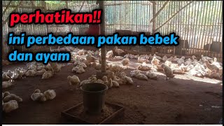 perbedaan pakan bebek pedaging dan ayam!!