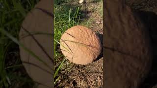 Giant mushrooms