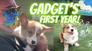 Gadget the Corgi’s First Year