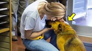 Un Chien Perdu Retrouve Son Propriétaire Après Sept Mois. Sa Réaction Fait Pleurer Tout Le Monde !