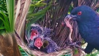 GOT-GOT BIRD - BURUNG LIAR YANG GEMAR MEMAKAN ANAK"AN BURUNG LAIN