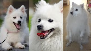 Japanese spitz | Funny and Cute dog video compilation in 2022