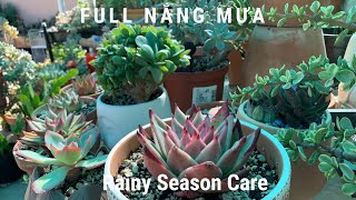 #44 Cách trồng sen đá full nắng - mưa mà không sợ cây chết - Rainy day with Succulent 돌 연꽃과 물- 石蓮花和水