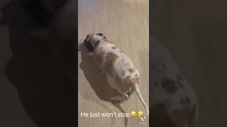 My dog(Teddy) licks mashed potato box 📦😍😍😍😍😍🤗🐶🐶🐶🐶🐶