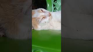 Mimpi Sedang Menangkap Ikan 😂 #funnycats #fypviral #kitten #kucinggemoy