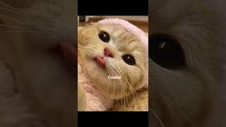 #cute #cat #kpop #tv