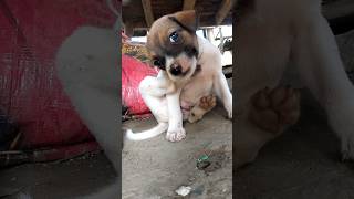 #shortvideo #puppy