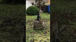 Katze kratzt am Baum