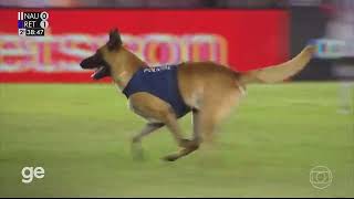 Police dog steals the ball from a football match