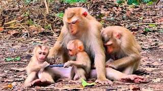 Amazing..!! Monkey Lauy & Baby LEXI Make Closely And Grooming For Luna instead of Baby Lucy.