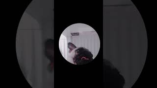 pedro pedro #ilovemypug #doglove #funny#pugobsession #funnypugpuppy #zuzu #cutedogvideos #pedropedro