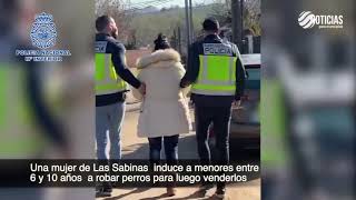 Robo de Chihuahuas en Móstoles