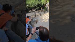 Capybaras waiting to be fed at Bangkok Safari World