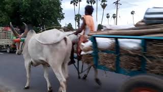 Anthiyur Gurnathasamy temple 2019 - அந்தியூர் குர்னாதசாமி கோவில் 2019