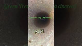 Green Tree Frog Hiding in a Metal Post #greentreefrog #treefrog #snakeroad #shawneenationalforest