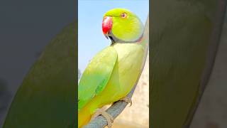 So😘 Cute 😍 Mithu🦜 #talkingparrot #parrot #youtubeshorts #viral #pet #like  #trending #reels #ytshort