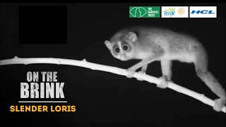 On The Brink S1: Slender Loris | Trailer