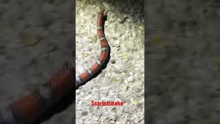 #shorts #scarletsnake.  Scarletsnake in Oklahoma