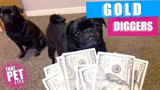 Gold Diggers | Funny Greedy Pet Video