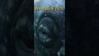 Whale Eyes #whale #whatsappstatus #whalesofinstagram #whaleeyes #shortvideo #youtubefeeds #sealife