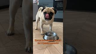 Меня опять терзают смутные сомения #sebekpug #pug #pugs #мопс #мопсы