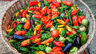 নাগা মরিচের বাম্পার ফলন || Different Varieties Of Naga Chilli Harvest || Shokher Bagan 2024