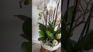 An Arrangement of White Orchids With Charming Pumpkins 🥰 | Viva Orchids of Boca Raton