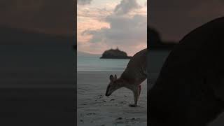 Kangaroos on the Beach at Sunrise 😍🦘🌅 #shorts