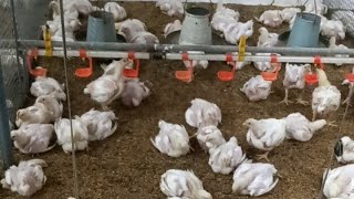 18 Days Old Broiler Chicks Growth || Poultry Farming Business || Karachi Info