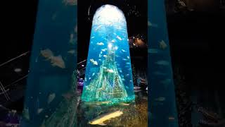 Aquria Suriya KLCC #malaysia #kualalumpur #suriya #aquaria #aquarium #fishworld #travelling #klcc