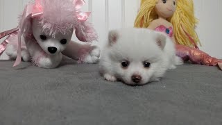 Pomsky Puppy Cindy F1b