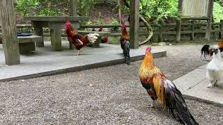 Chickens in Isonokami Jingu Shrine